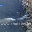 От чего гибнет рыба в речке Желтой – результаты анализов
