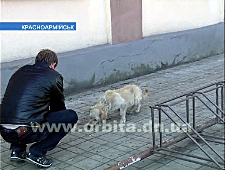 Красноармейчане встали на защиту бродячих собак