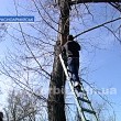 Скворцы прилетели, на крыльях весну принесли