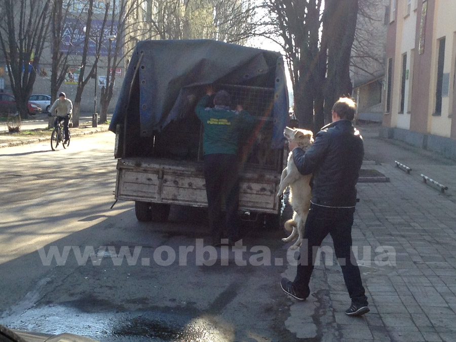 Красноармейчане защищают бродячих собак от работников КП «Животные в городе»