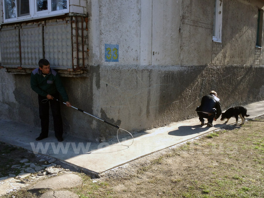 Красноармейчане защищают бродячих собак от работников КП «Животные в городе»