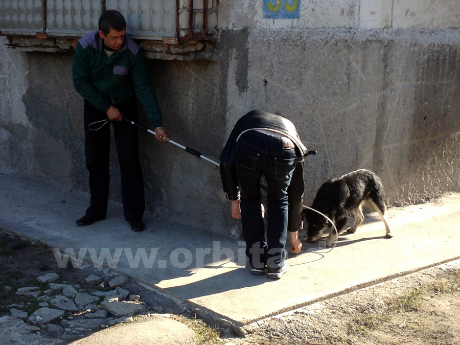 Красноармейчане защищают бродячих собак от работников КП «Животные в городе»