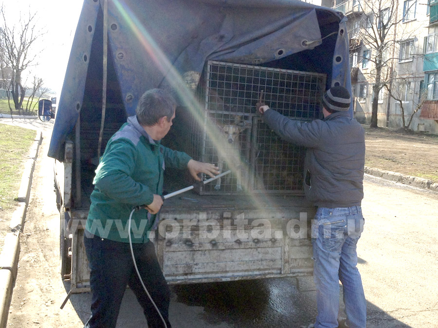 Красноармейчане защищают бродячих собак от работников КП «Животные в городе»