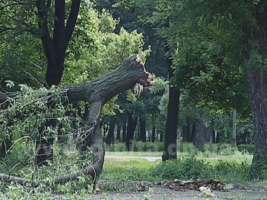 derevo