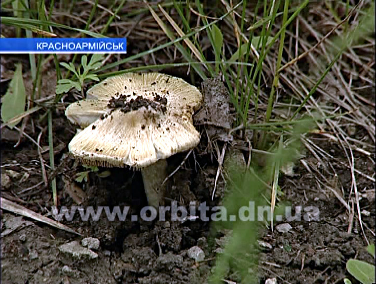 Подозрения в отравлении детей грибами не оправдались