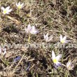 flowers7