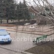 shibankov1