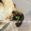 dog1