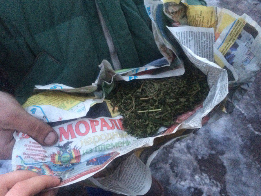 konoplya1