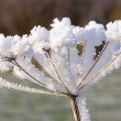 moroz_zima_iney