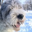 Кучерявые и преданные… бобтейлы