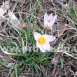 krokus_1