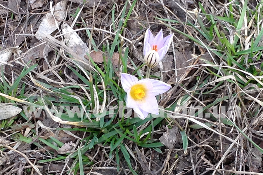 krokus_1