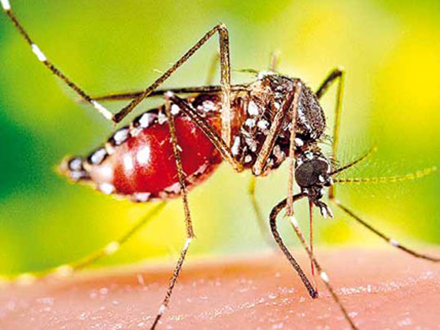 Komar_maliariya