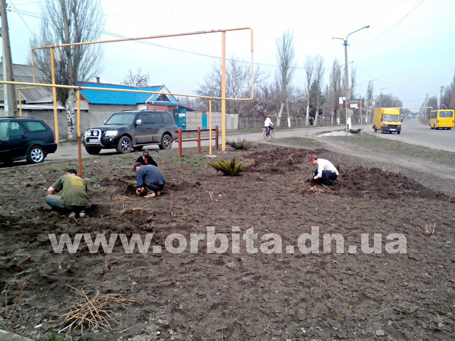 В Димитрове высаживают 5 тысяч кустов роз