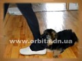 Отучим собаку грызть вещи