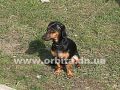 Очаровательная такса по имени Мэгги