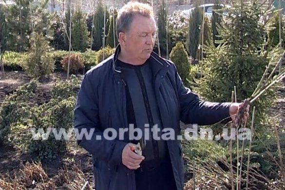 Пополним наш дачный участок новыми деревьями