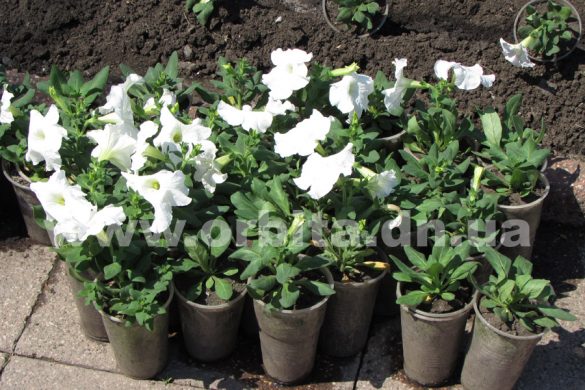 Красноармейские клумбы украшают петуниями