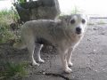 Muha