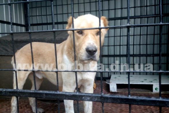 Покровские защитники животных ищут хозяев спасенного азиата