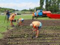 Покровск примет участие в создание крупнейшего в мире флага из цветов