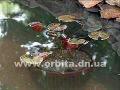 Научимся высаживать кувшинки