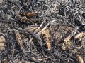В Покровском районе выгорело пшеницы на 200 тысяч гривен