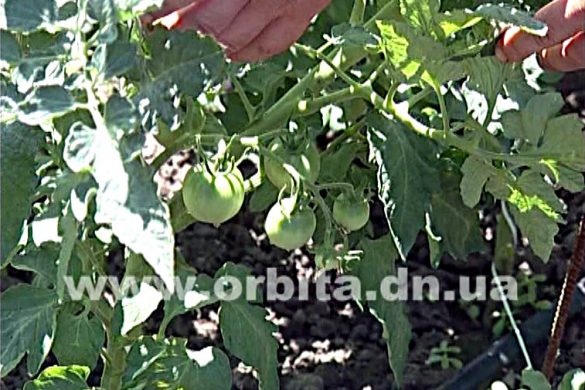 Советы по выращиванию помидоров