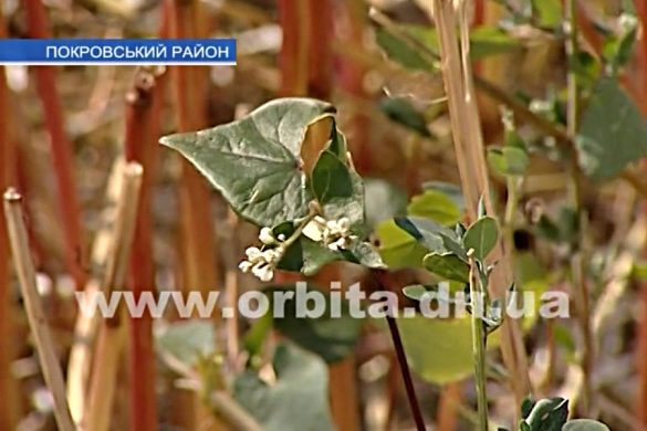 Как выращивают и собирают гречку в Покровском районе