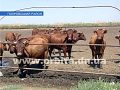 Здоровье животных – главная забота ветеринаров