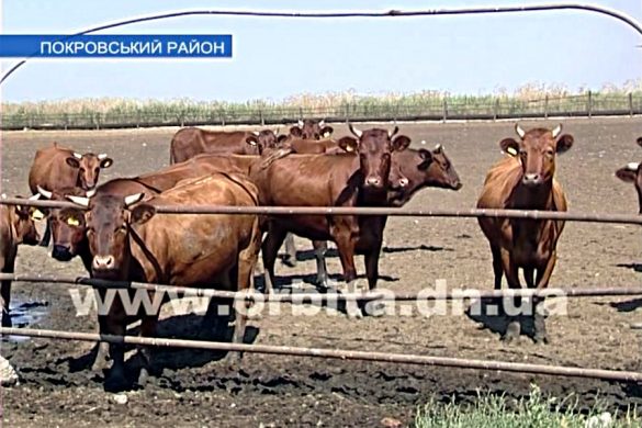 Здоровье животных – главная забота ветеринаров
