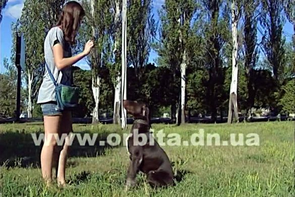 собака, друг, охотник и спортсмен - все это о представителях породы курцхаар