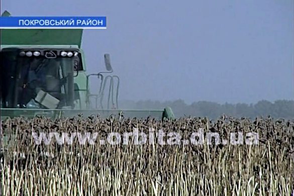 В Покровском районе собирают подсолнечник