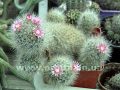 «Колючая красота» Новиковой Алисы
