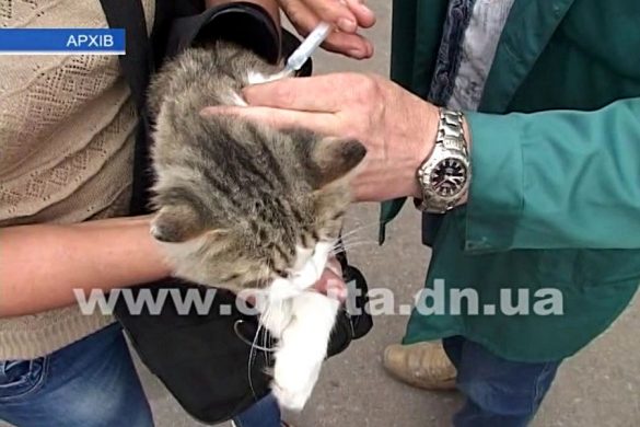 28 сентября – день борьбы с бешенством