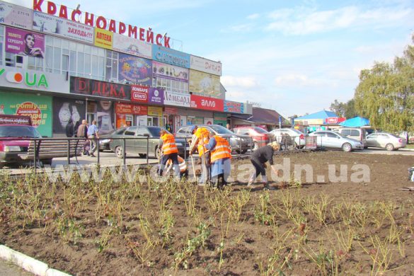 Пятьдесят тысяч кустов «королевы цветов» высадят в Покровске нынешней осенью
