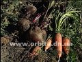 Как правильно хранить овощи