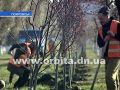 Благоустройство Покровска: город украсят 3 тысячи декоративных деревьев