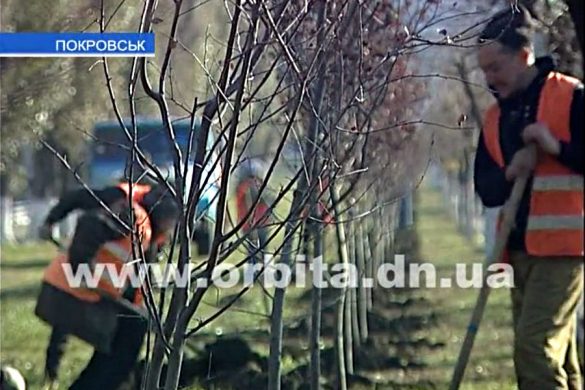 Благоустройство Покровска: город украсят 3 тысячи декоративных деревьев