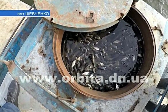 На Лысогорской плотине запустили малька