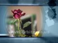 mpv-shot0003