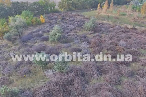 Сухие ветки за покровским парком – санкционированный склад или очередная стихийная свалка?