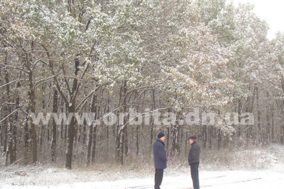 Дубовая роща в Покровске может стать уникальным местом отдыха