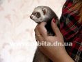 Скучаете? Заведите хорька
