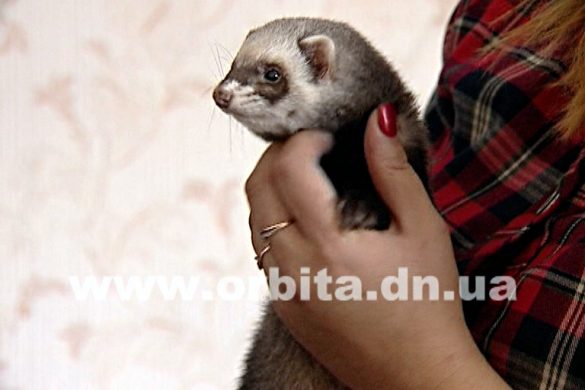 Скучаете? Заведите хорька