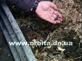 Червь-старатель: и для рыбалки, и для огорода