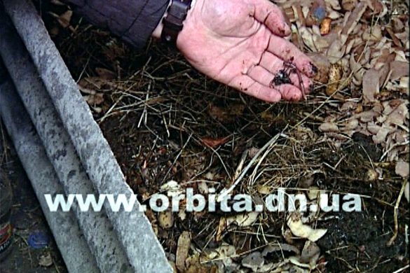 Червь-старатель: и для рыбалки, и для огорода