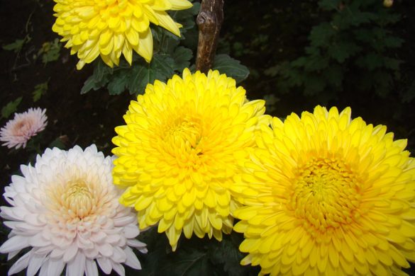 Королеву осени выращивают в теплицах Покровска