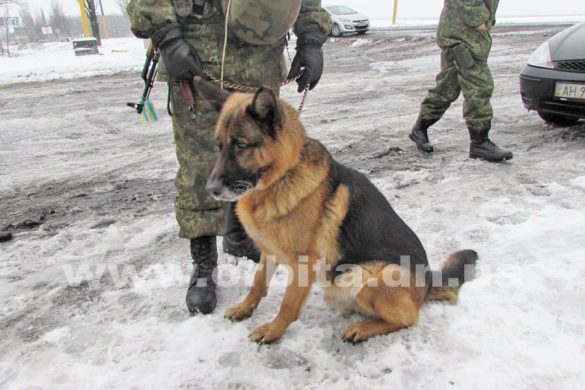 Провоз оружия и боеприпасов на блокпосту в Покровске выявляет овчарка